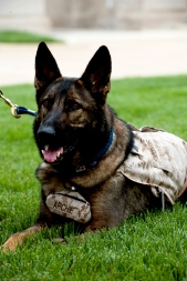 Archie is a member of the Warrior Transition Brigade Service Dog Training Program which was created to meet the needs of service members and veterans with psychological and physical injuries